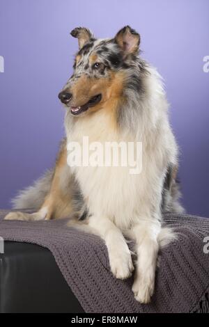 langhaarige Collie liegend Stockfoto