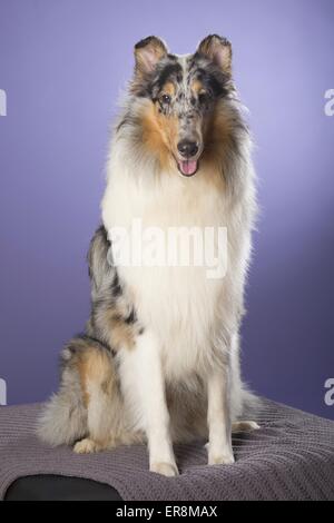 langhaarige Collie sitzend Stockfoto