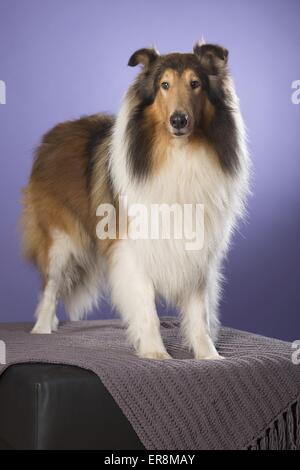 langhaarige Collie stehend Stockfoto