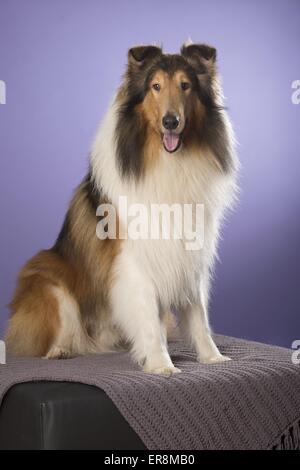 langhaarige Collie sitzend Stockfoto