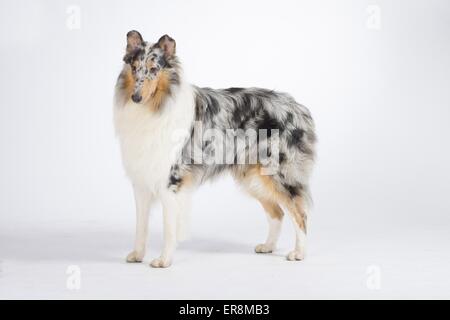 langhaarige Collie stehend Stockfoto