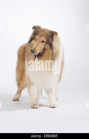 langhaarige Collie stehend Stockfoto