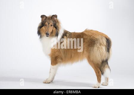 langhaarige Collie stehend Stockfoto