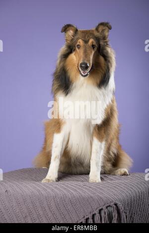 langhaarige Collie sitzend Stockfoto