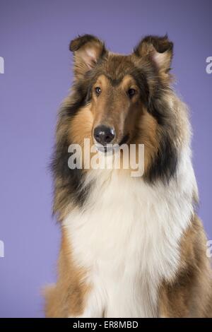 langhaarige Collie-Porträt Stockfoto