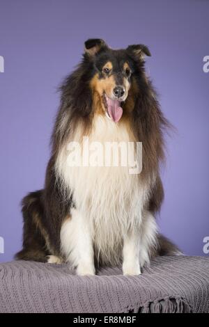 langhaarige Collie sitzend Stockfoto