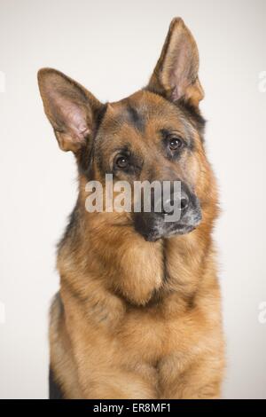 Deutscher Schäferhund Portrait Stockfoto