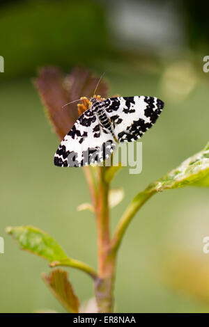 Argent & Sable-Rheumaptera hastata Stockfoto