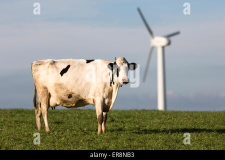 Kuh Weiden in der Nähe von Windturbine auf der Somerset Levels Stockfoto