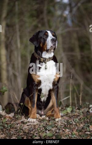 sitzen mehr Schweizer Sennenhund Stockfoto