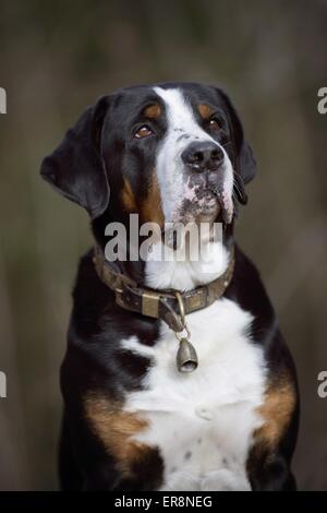 Mehr Swiss Mountain Dog Portrait Stockfoto