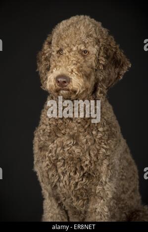 Riesige Pudel Porträt Stockfoto