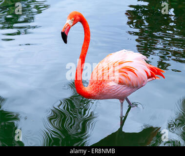 Rosa Flamingo Vogel geht mit Spiegelungen im Wasser Stockfoto