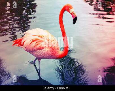 Rosa Flamingo geht in das Wasser mit Reflexionen, stilisierte Foto mit bunten Tonwertkorrektur Filter, Instagram alten Stil Stockfoto