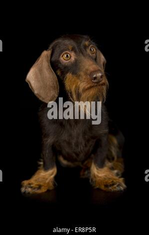 sitzen Drahthaar Dackel Stockfoto