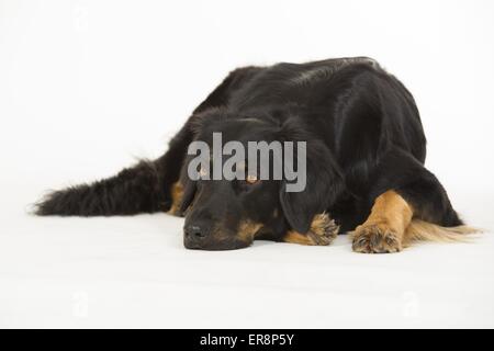 liegenden Hovawart Stockfoto