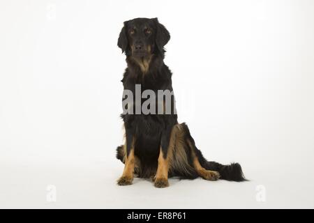 Hovawart sitzen Stockfoto