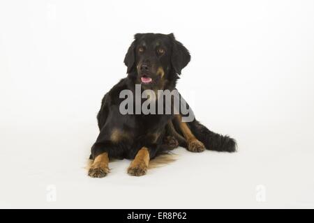 liegenden Hovawart Stockfoto