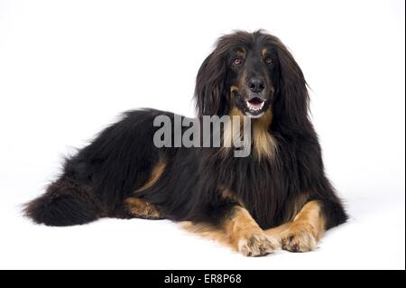 liegenden Hovawart-Mischling Stockfoto