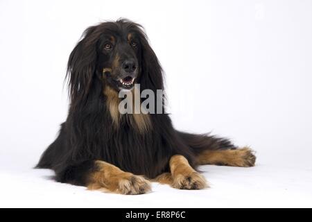 liegenden Hovawart-Mischling Stockfoto