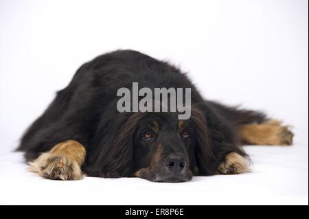 liegenden Hovawart-Mischling Stockfoto
