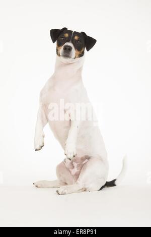 Jack Russell Terrier zeigt trick Stockfoto