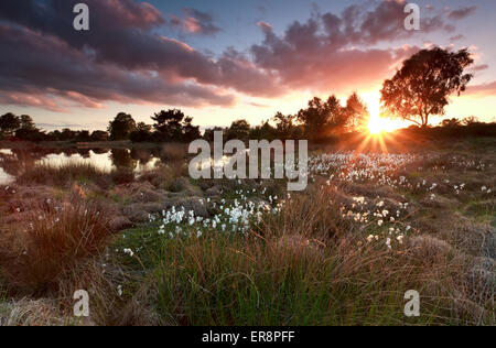 goldenen Sonnenuntergang über See mit Wollgras, Nord-Brabant, Niederlande Stockfoto