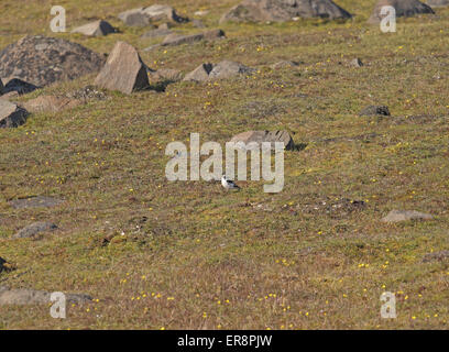 Schneeammer (Plectrophenax nivalis), barentsoya, Svalbard. Auch bekannt als Schneeflocke Norwegen norwegischen Arktis spitzbergen Barents Stockfoto