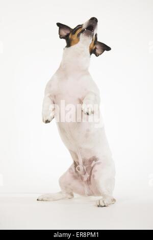 Jack Russell Terrier zeigt trick Stockfoto