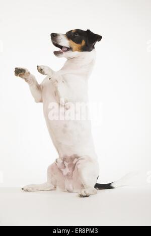 Jack Russell Terrier zeigt trick Stockfoto