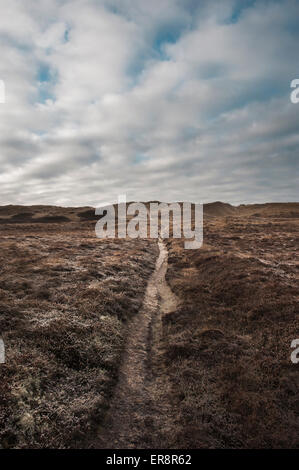 Dünenlandschaft - Dänemark West Stockfoto