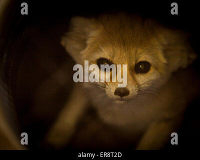 Niedliche Fennec Fox Looking at You Stockfoto