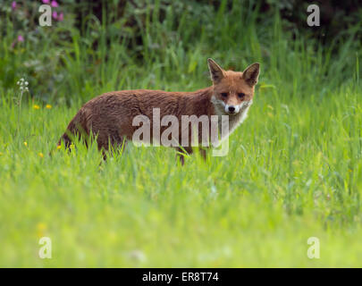 Auf der Suche nach Beute Wild Rotfuchs (Vulpes Vulpes) Stockfoto