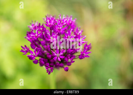 Eine farbenprächtige Allium 'Purple Sensation' Blume Kopf mit weichen grünen und gelben Hintergrund. Stockfoto