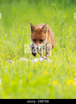 Wilde Rotfuchs (Vulpes Vulpes) mit einem Toten Kaninchen Stockfoto