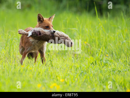 Wilde Rotfuchs (Vulpes Vulpes) mit Kaninchen Stockfoto