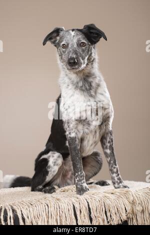 sitzen-Mischling Stockfoto