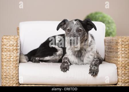 liegenden Mischling Stockfoto