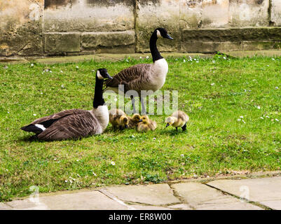 Gans, Familie, zwei Erwachsene Kanadagans Branta Canadensis Maxima, mit ihren Gänsel, Eye of York City of York, England, UK Stockfoto