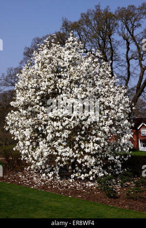 MAGNOLIA WADA SPEICHER Stockfoto