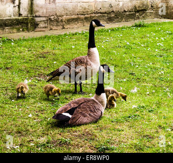 Zwei Erwachsene Kanadagans Branta Canadensis Maxima, mit ihren Gänsel, Eye of York City of York, England, UK Stockfoto