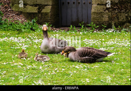 Zwei Erwachsene Graylag Gänse, Anser Anser, mit ihren Gänsel ruht auf dem Rasen in der Nähe von Skeldergate Brücke, Stadt York, England, UK Stockfoto