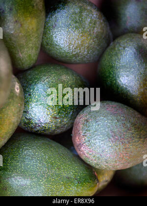 Bio-Avocados Stockfoto
