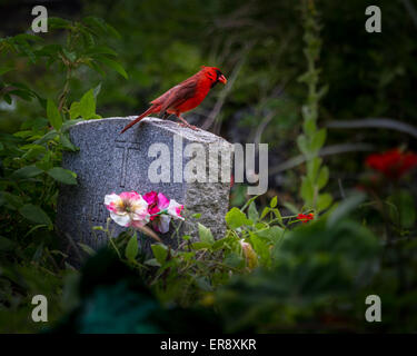 Nördlichen Kardinal Vogel sitzt auf einem Grabstein in Str. Benedict Painted Church, Big, Insel, Hawaii, USA Stockfoto