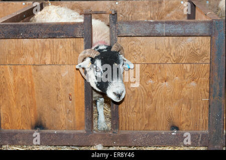 Swaledale Ewe in Lamm Annahme Kiste, auf verwaiste Lamm zu fördern. UK Stockfoto