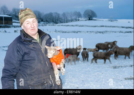 Schäfer aus Apersett in der Nähe von Hawes im oberen Wensleydale tendenziell seine Umfrage Dorset Lämmer während des Schneesturms Stockfoto