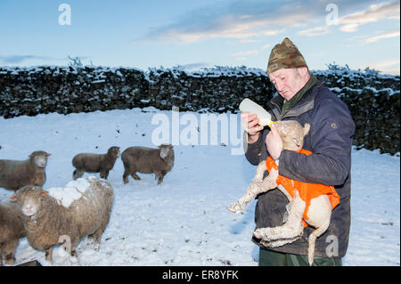 Schäfer aus Apersett in der Nähe von Hawes im oberen Wensleydale Fütterung eine Umfrage Dorset Lämmer während des Schneesturms Stockfoto