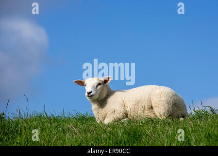 Texel Schafe Lamm liegend auf Wiese, Rasse der weißen Hausschafe von der Insel Texel, West Ostfriesischen Inseln, Niederlande Stockfoto