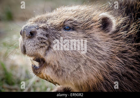 Junge Eurasische Biber (Castor Fiber) Nahaufnahme Stockfoto