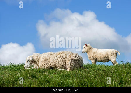 Texel Schafe / Texelaar Mutterschaf mit Lamm in Wiese auf der Insel Texel, West Ostfriesischen Inseln, Nord-Holland, Niederlande Stockfoto